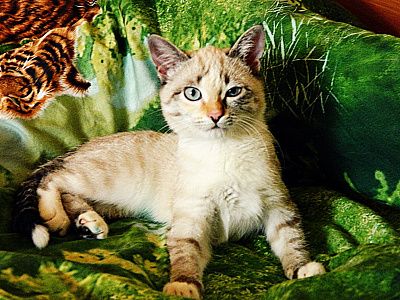 Ещё то хулиганьё