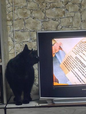 И что ещё коту нельзя? 
