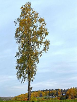 Осенняя берёза в Плёсе