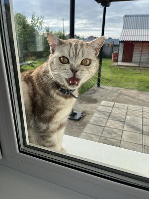 Марсик