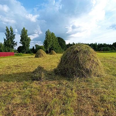 Сено. 