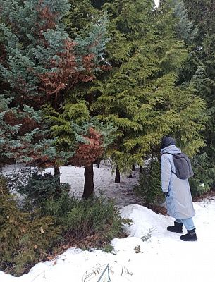 Зимний ботсад