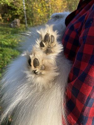не ручки, а лапки