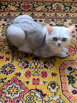 Русский кот 
