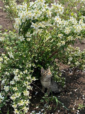 Котёнок в цветах