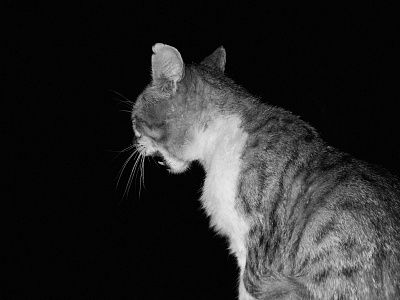 кот, который гуляет сам по себе 