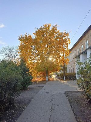 Осеннее дерево 