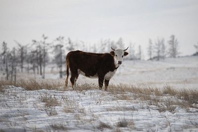 Суровое спокойствие Байкала