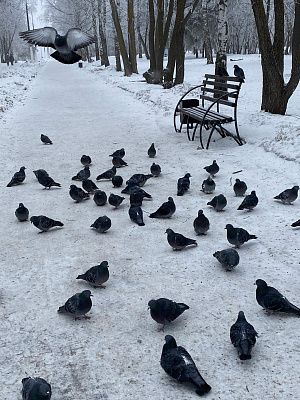 Птицам голодно зимой