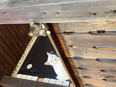 Котики на страже
