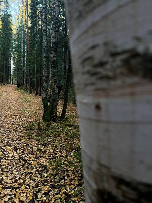 Просторы Севера