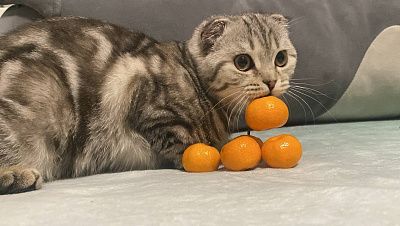 Новогоднее настроение.
